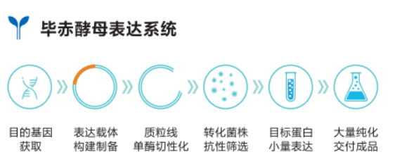 90847891.png 2、畢赤酵母表達系統.png