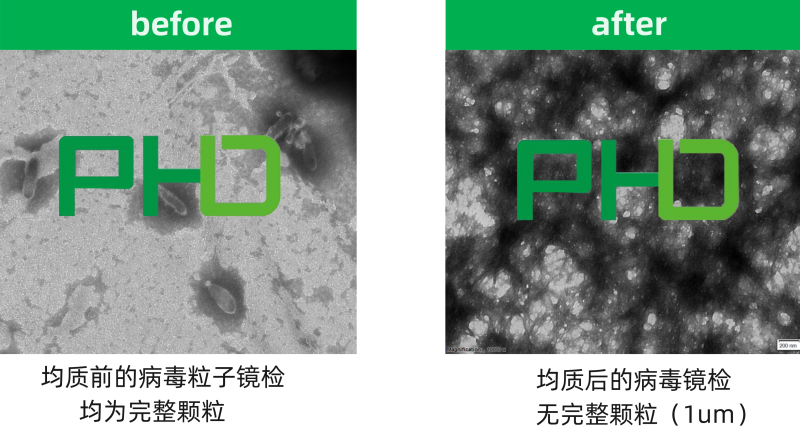 3、病毒均質前后.png