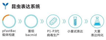 1、 昆蟲表達系統.png