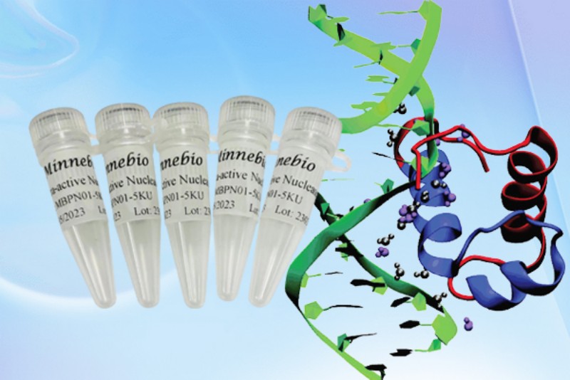 41991654.jpg 3、核酸酶.jpg