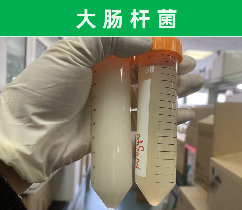 84815728.png 5、大腸桿菌對比.png