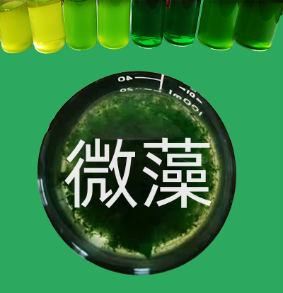 PhD細胞破壁機 | 提取生物活性物質