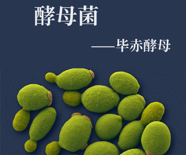 PhD細胞破壁機-畢赤酵母破壁