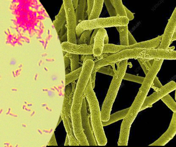 PhD高壓細胞破碎儀 | 枯草芽孢桿菌